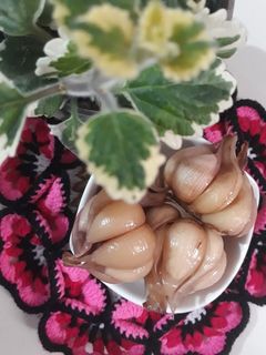 عکسی از دستور ترشی سیر