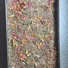 A picture of Weetabix barfi.