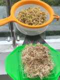 Germinando granos en casa