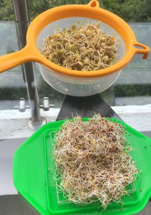 Una foto de Germinando granos en casa