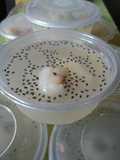 Puding Coconut Longan
