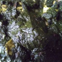 A picture of Palak paneer.