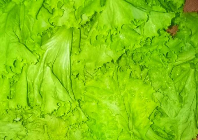 Resep Tips menyimpan Daun selada, Sempurna