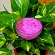 Beetroot Raita