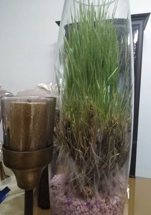 عکسی از دستور سبزه گندم 99✔️