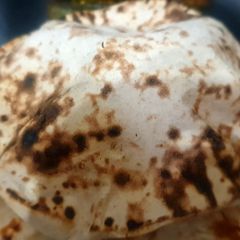 Plain Roti A picture of Plain Roti.