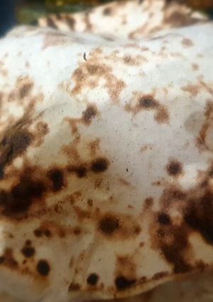 A picture of Plain Roti.