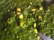 A picture of palak spinach