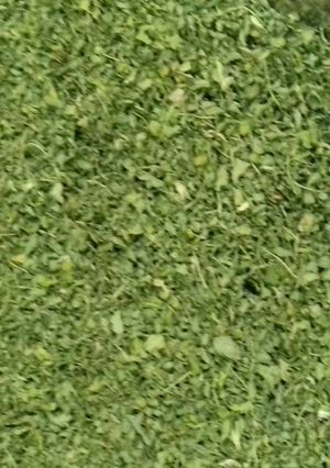 A picture of Kasturi methi.
