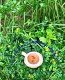 Yến chưng đường phèn mix kỉ tử