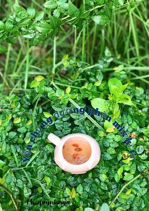 Hình của món Yến chưng đường phèn mix kỉ tử.