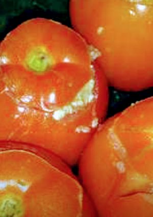 स्टफ टोमैटो(Stuffed tomato recipe in Hindi) रेसिपी मुख्य फोटो