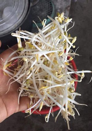 Hình của món Giá ủ trong cát.