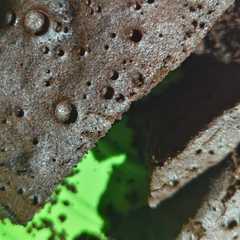 Brownies Ekonomis Tanpa Susu-レシピのメイン写真