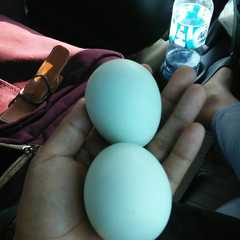 รูปของ Telur asin bebek