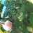 Sayur bening katuk labu siam simpel