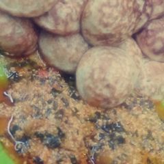 A picture of Semo masa.