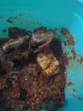 Dencis dan Tahu Sambal Tempoyak Madu