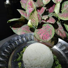 Rice A picture of Rice.