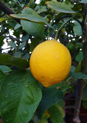 Una foto de TODO lo que el Limón nos da 🍋🍋