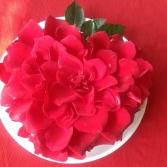 Rose Cake A picture of Rose Cake.