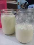 Yogurt Homemade Susu UHT /Pasteurisasi