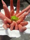 Telor Gabus Beet Root