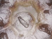 Una foto de bollos de crema