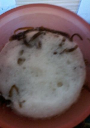Foto resep Es capucino cincau