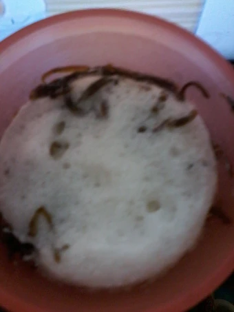 Cara Mudah Membuat Resep Es capucino cincau yang Uenak Anti Ribet, Bikin Ngiler