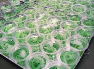 Foto resep Puding kelapa melon cup