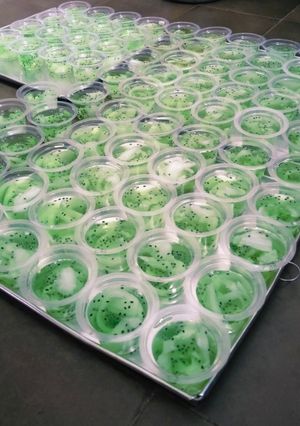 Foto resep Puding kelapa melon cup
