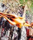 Gà nướng cả con - đi picnic