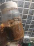 Nutella de algarroba con Stevia