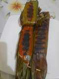Ikan saboko