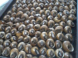 Caracoles a la llauna