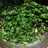 All green kales and spinach