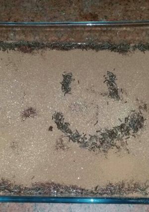 صورة لوصفة التيراميسو