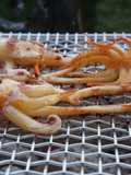 Grilled squid in Japanese taste