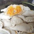 Pempek dos isi tumisan pepaya