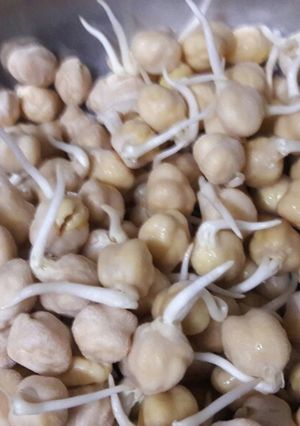 عکسی از دستور جوانه نخود