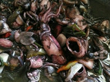 Oseng Cumi Pedas
