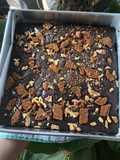 Brownies Panggang Topping Lotus Biscoff