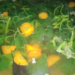 Sayur bayam রেসিপির প্রধান ছবি
