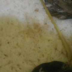 Nasi Liwet Polos Magiccom রেসিপির প্রধান ছবি