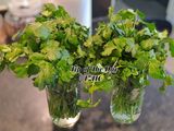 ☘️How to Keep Coriander Fresh in the Fridge for Weeks☘️