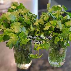 ☘️How to Keep Coriander Fresh in the Fridge for Weeks☘️-レシピのメイン写真