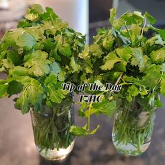 A picture of ☘️How to Keep Coriander Fresh in the Fridge for Weeks☘️.