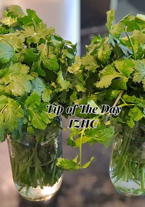 A picture of ☘️How to Keep Coriander Fresh in the Fridge for Weeks☘️.