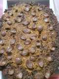 Eggless cake for kids